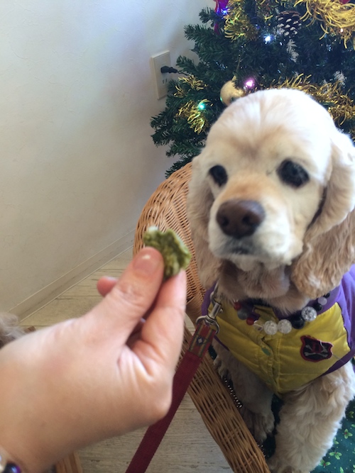 ひめポチなクリスマス_b0067012_311318.jpg
