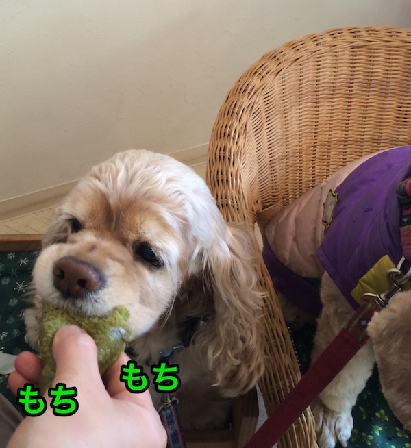 ひめポチなクリスマス_b0067012_31181.jpg