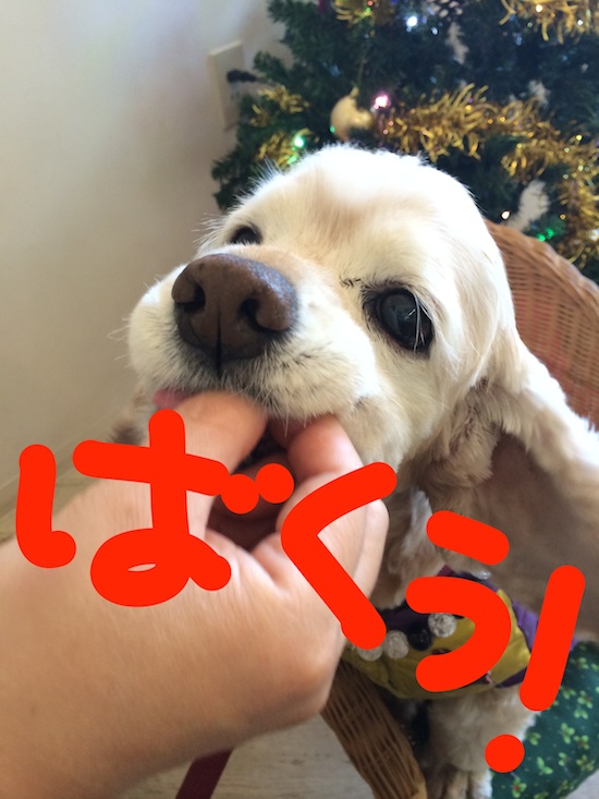 ひめポチなクリスマス_b0067012_312767.jpg