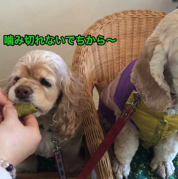 ひめポチなクリスマス_b0067012_322779.jpg