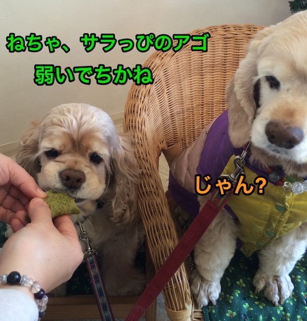 ひめポチなクリスマス_b0067012_323677.jpg