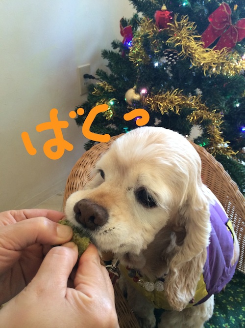 ひめポチなクリスマス_b0067012_342184.jpg