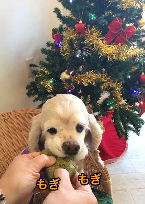 ひめポチなクリスマス_b0067012_351814.jpg