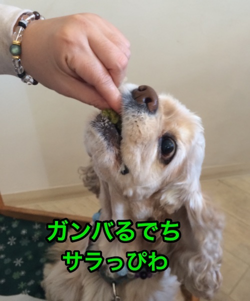 ひめポチなクリスマス_b0067012_38834.jpg
