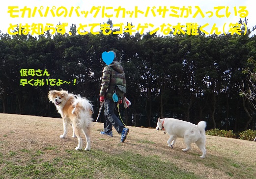 耳の毛玉カット シャンプーでスッキリ もももの部屋 怖がりゆえに攻撃的な秋田犬のタイガ 老犬 雑種のベスの共同生活 保護活動の記録です 時々お空のモカも登場