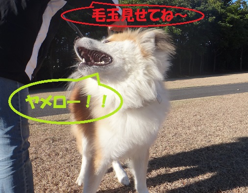 耳の毛玉カット&シャンプーでスッキリ♪_f0121712_7412968.jpg