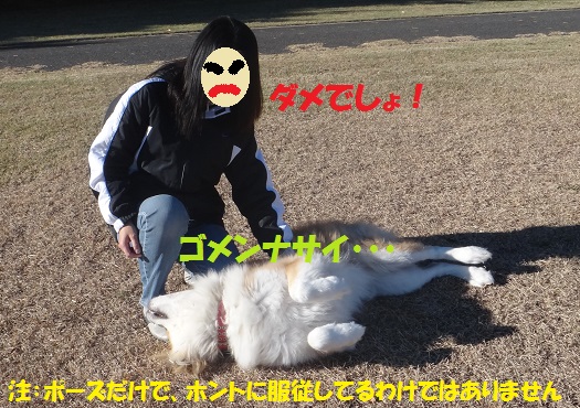 耳の毛玉カット&シャンプーでスッキリ♪_f0121712_7413491.jpg