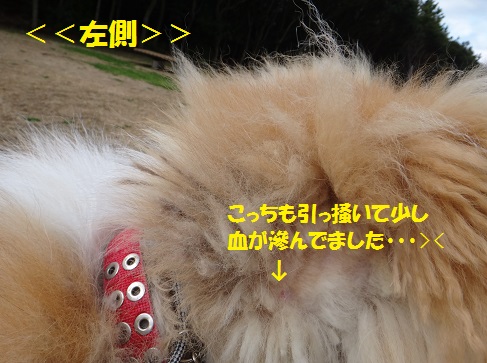 耳の毛玉カット&シャンプーでスッキリ♪_f0121712_811153.jpg