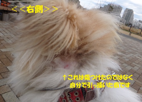 耳の毛玉カット&シャンプーでスッキリ♪_f0121712_81650.jpg
