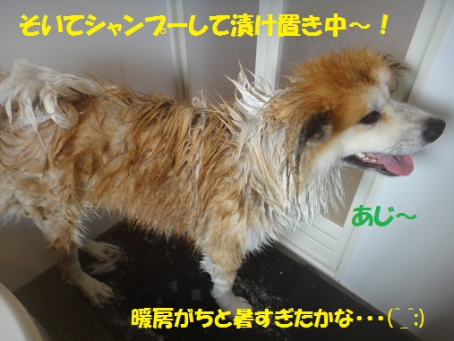 耳の毛玉カット&シャンプーでスッキリ♪_f0121712_826302.jpg