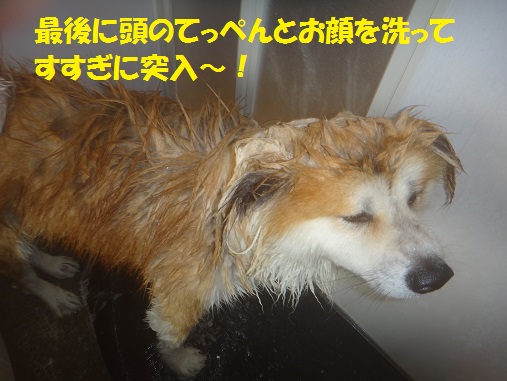 耳の毛玉カット&シャンプーでスッキリ♪_f0121712_8263796.jpg