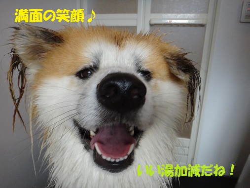 耳の毛玉カット&シャンプーでスッキリ♪_f0121712_82691.jpg