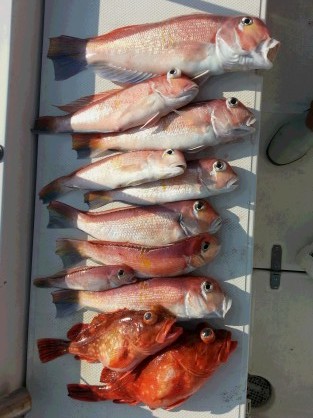 今週末は久しぶりの出航です!!【カジキ・マグロトローリング】_f0009039_10175514.jpg