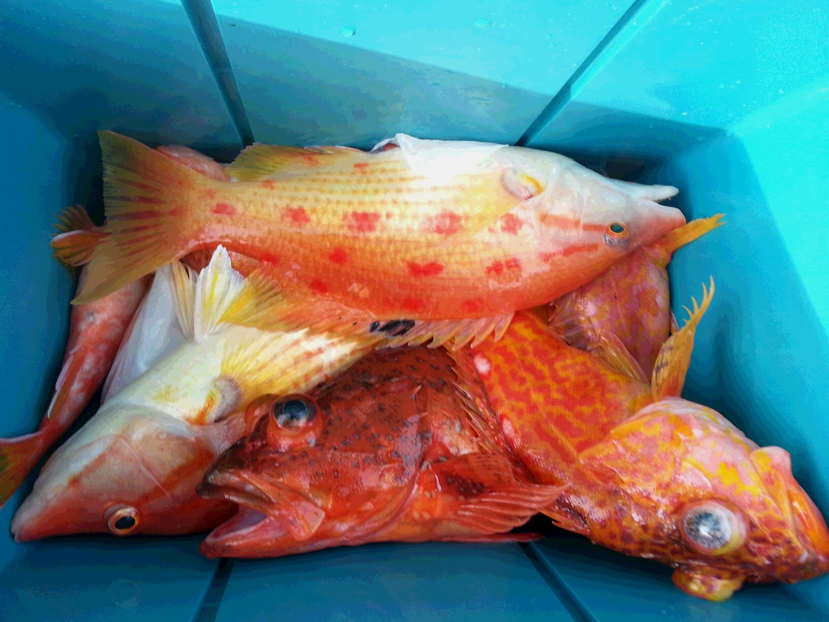 今週末は久しぶりの出航です!!【カジキ・マグロトローリング】_f0009039_10180627.jpg