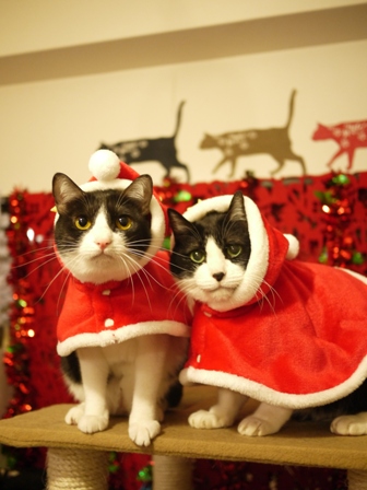 17歳のクリスマス猫 空みるきぃ編 ゆきねこ猫家族