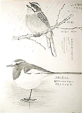 #ネイチャー・スケッチ #Naturesketch #野鳥スケッチ #ホオジロ #セグロセｋレイ_a0083553_19133382.jpg