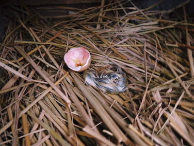 烏骨鶏のタマゴ 聖なる夜にヒナが誕生しました!!ビッグマムの伝説!_a0254656_19173253.jpg