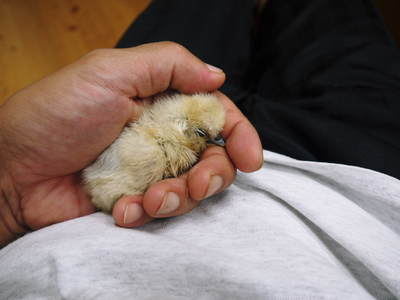 烏骨鶏のタマゴ 聖なる夜にヒナが誕生しました!!ビッグマムの伝説!_a0254656_19232137.jpg