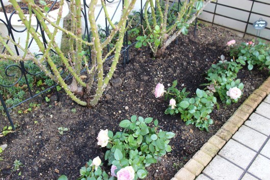 地植えの薔薇には 堆肥を La Rose 薔薇の庭