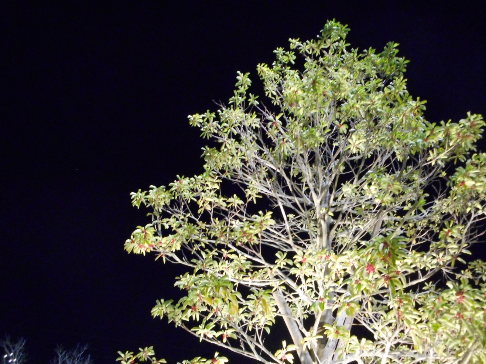c0336266_13492050.jpg