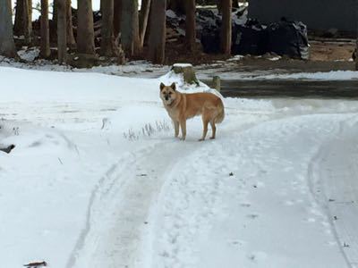 飯館村の繋がれた犬達、日本中の不幸な犬達に??_d0168567_1446697.jpg