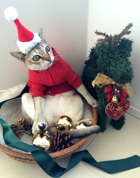 Wish you a Merry Christmas!! _a0138976_1823118.jpg