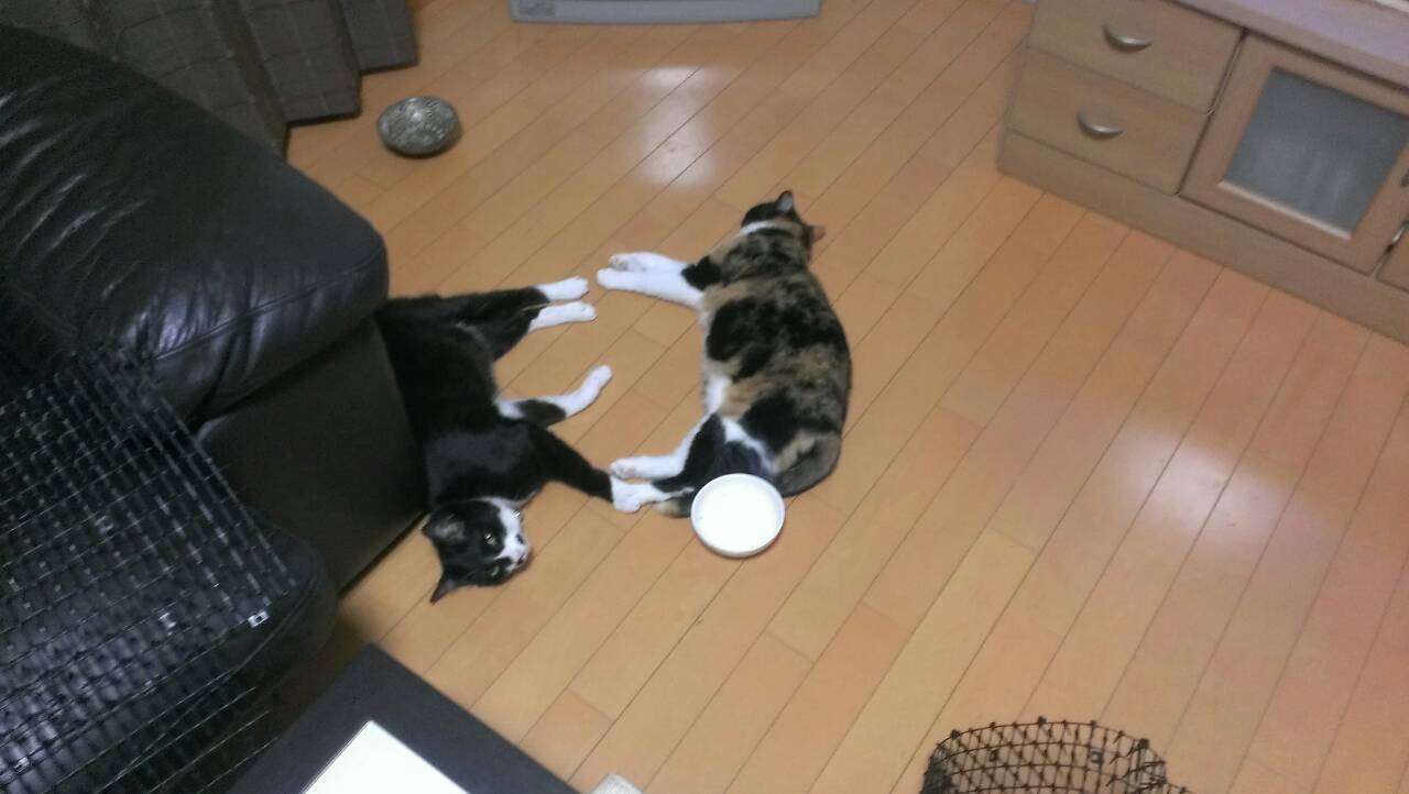 意外といます、外の猫_a0066779_23470330.jpg