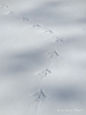 ❄雪の 足跡_d0098183_13381771.jpg