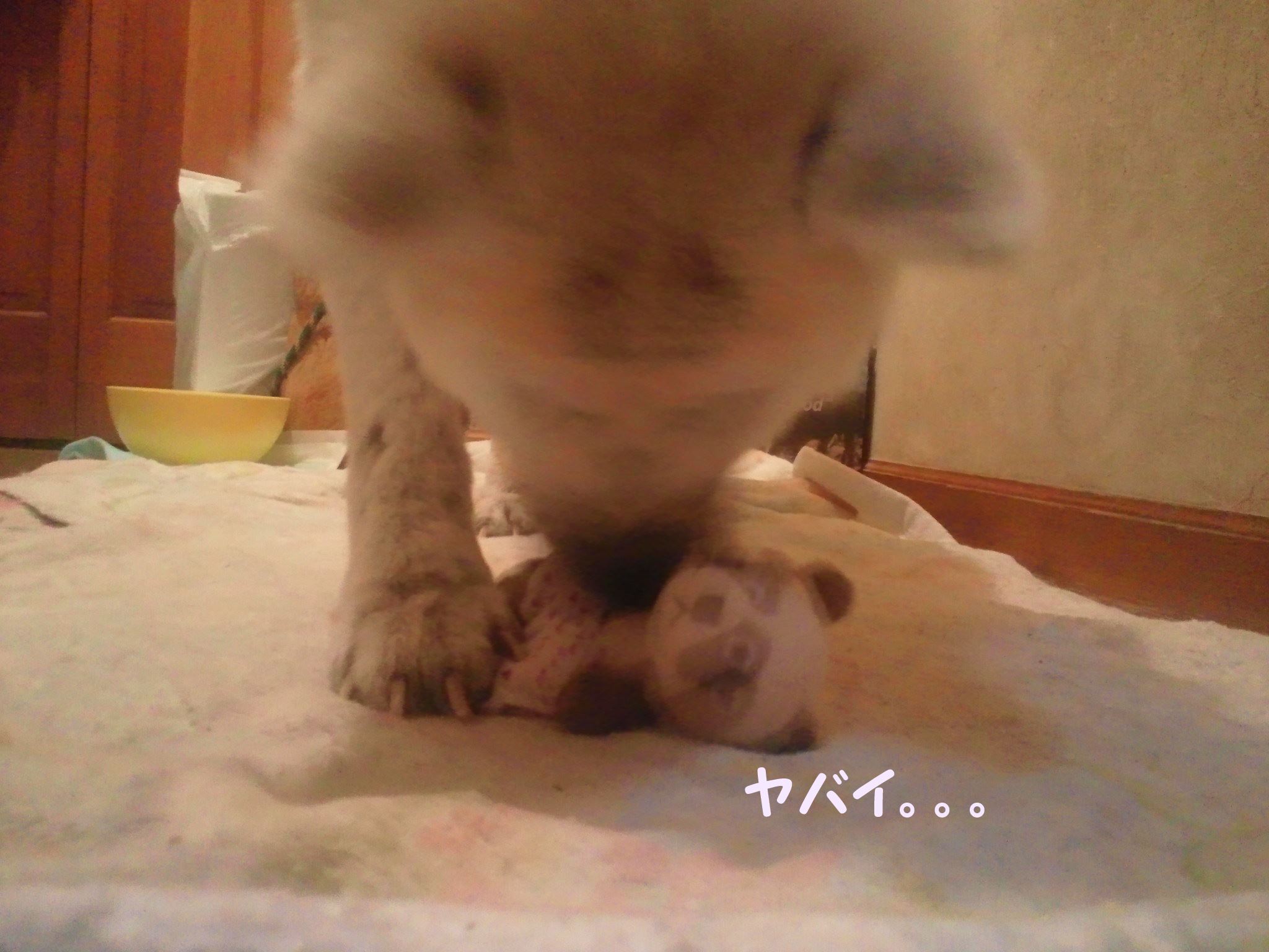 プレゼント for あおば!_f0242002_13923.jpg