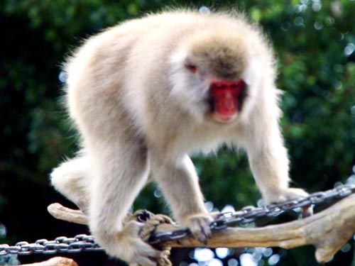 上野動物園　ニホンサル　（１２月２５日）_a0023315_1415061.jpg