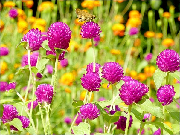 初秋の花々と昆虫たち_b0338222_15431346.jpg