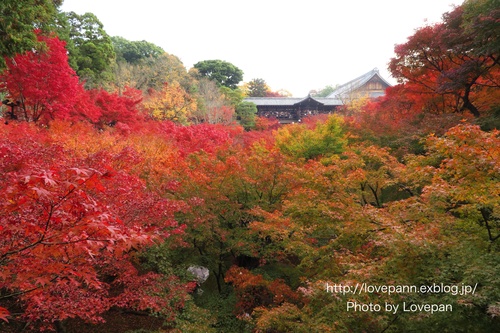 東福寺彩る紅葉_c0136926_1001428.jpg