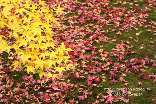 東福寺彩る紅葉_c0136926_10241777.jpg