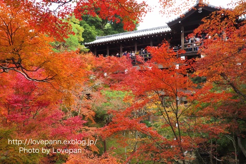 東福寺彩る紅葉_c0136926_957396.jpg