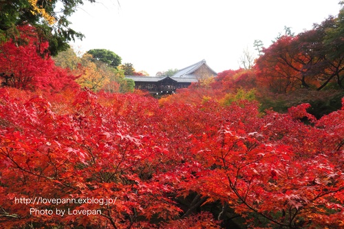 東福寺彩る紅葉_c0136926_9581380.jpg