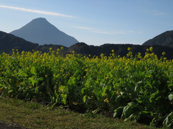 開聞岳と菜の花　part1_c0312836_12192578.jpg