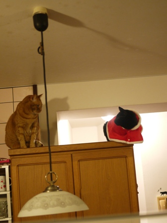 空飛ぶクリスマス猫 しぇるてぃぁら編。_a0143140_1264393.jpg