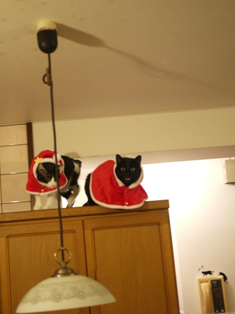 空飛ぶクリスマス猫 てぃぁらみるきぃ編。_a0143140_1333579.jpg