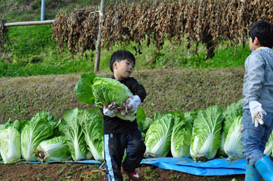 年末のご挨拶と白菜のお話_b0211845_10530975.jpg