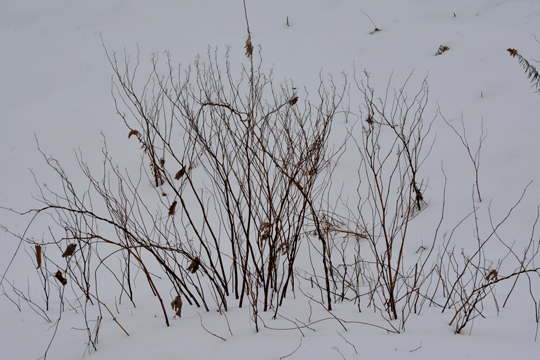 c0093046_83666.gif
