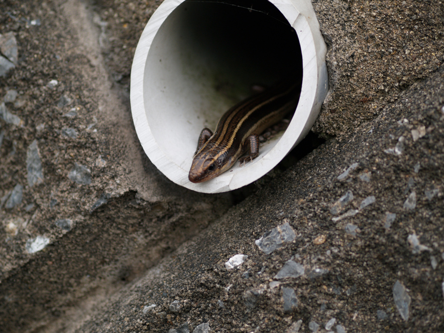 トカゲ・北海道大沼公園_e0039759_15252561.jpg