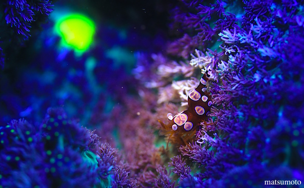 fluorescent☆みなべ・田辺_e0158261_8542741.jpg
