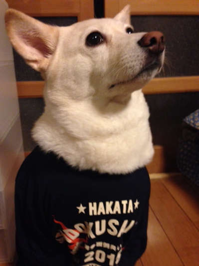 HAKATA MENDOKUSAI OTOKO 2015_f0232994_1216233.jpg