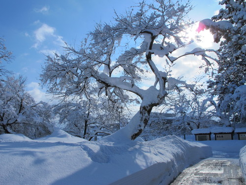 青空を見ながらの散歩は、松が岬公園を経由して米沢キャンパスへ　１２月２７日・・・９_c0075701_19581110.jpg