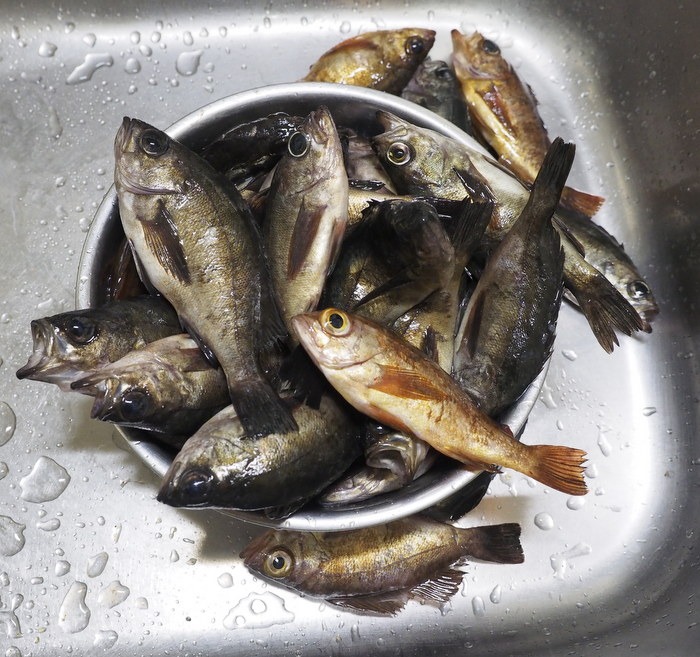 夫の釣果_c0116915_23433219.jpg