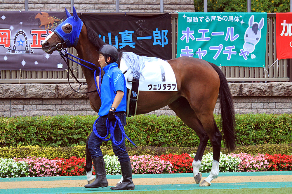 2014.6.8 東京競馬場☆ヴェリタラブ【Thoroughbred】_f0250322_21203265.jpg