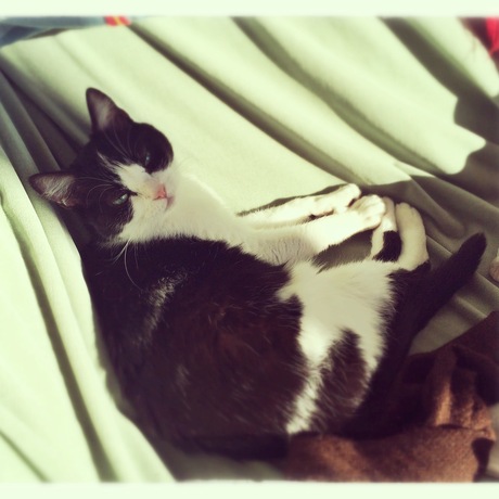 Album, Této le chat - 愛猫 テト 写真館②_a0231632_2531830.jpg