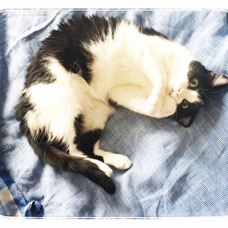Album, Této le chat - 愛猫 テト 写真館②_a0231632_2572648.jpg