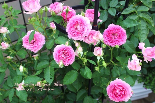 冬の シェエラザード La Rose 薔薇の庭