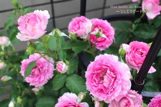 冬の シェエラザード La Rose 薔薇の庭